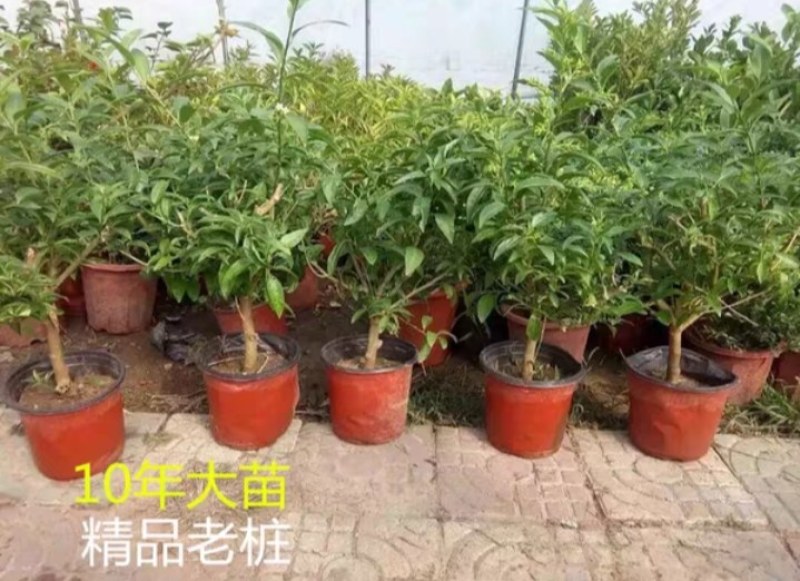 夜来香花树苗九里香夜来香盆栽花卉植物室内驱蚊花苗浓香四季