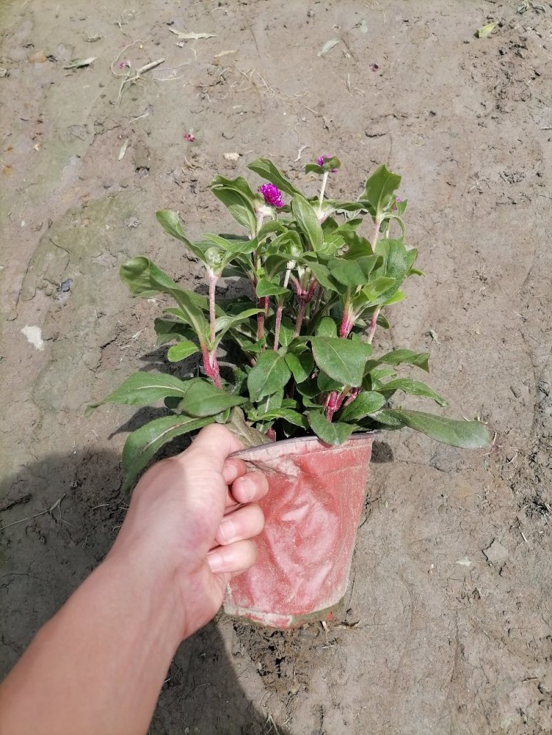 出售千日红，双色杯千日红