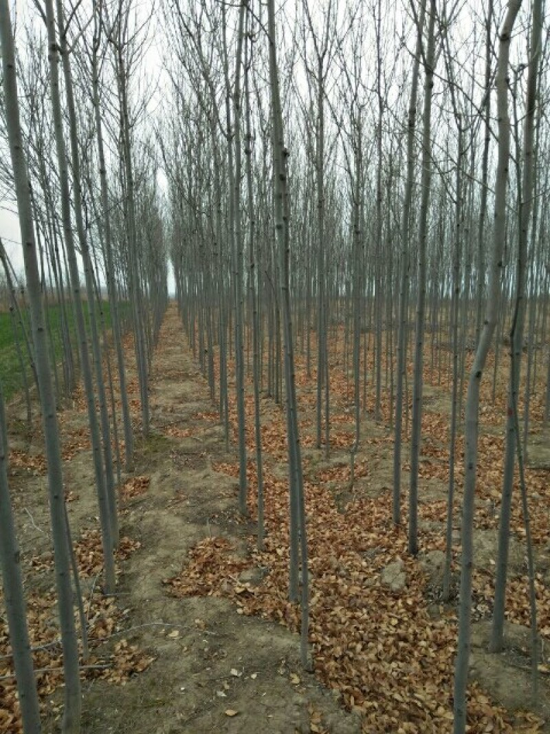 山西白蜡基地直销，老白蜡，速生白蜡，白蜡小苗