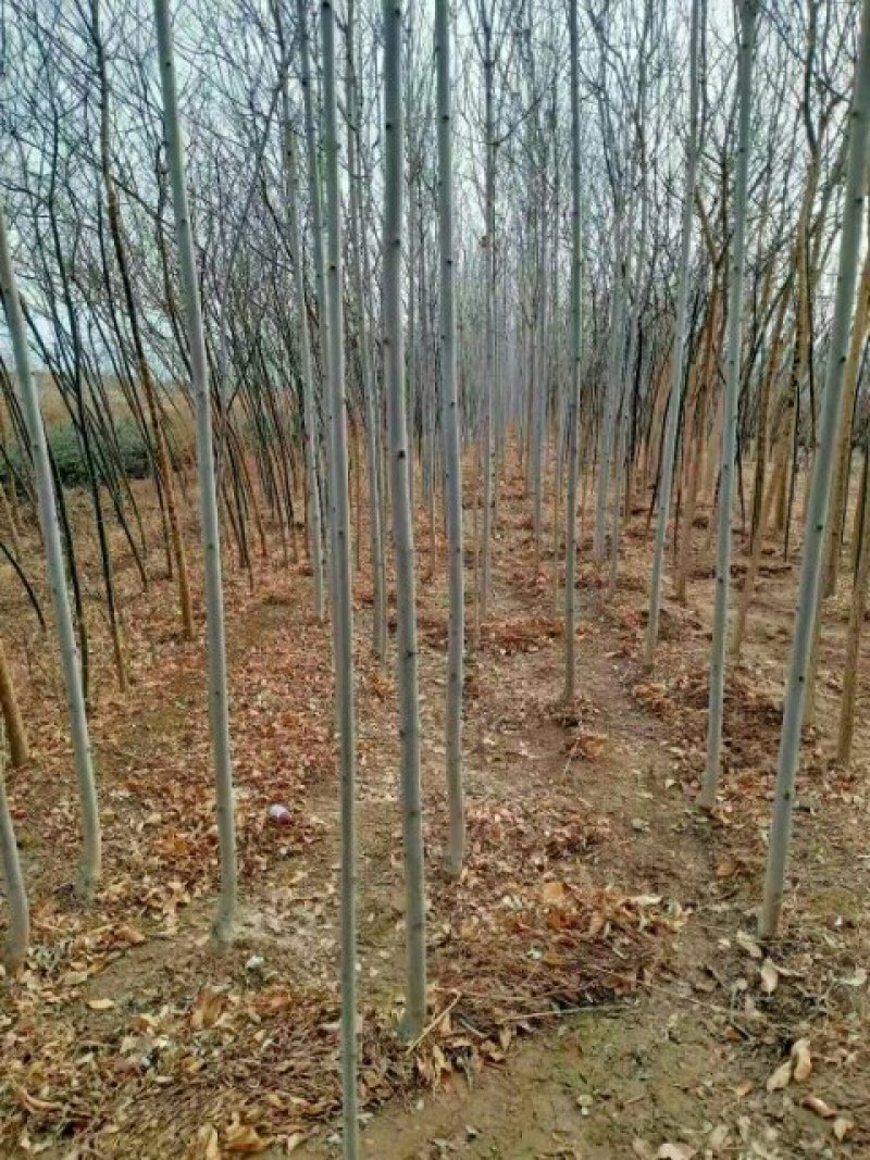 山西白蜡基地直销，老白蜡，速生白蜡，白蜡小苗