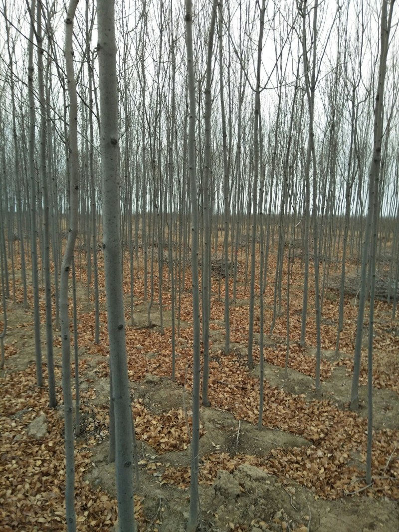 山西白蜡基地直销，老白蜡，速生白蜡，白蜡小苗