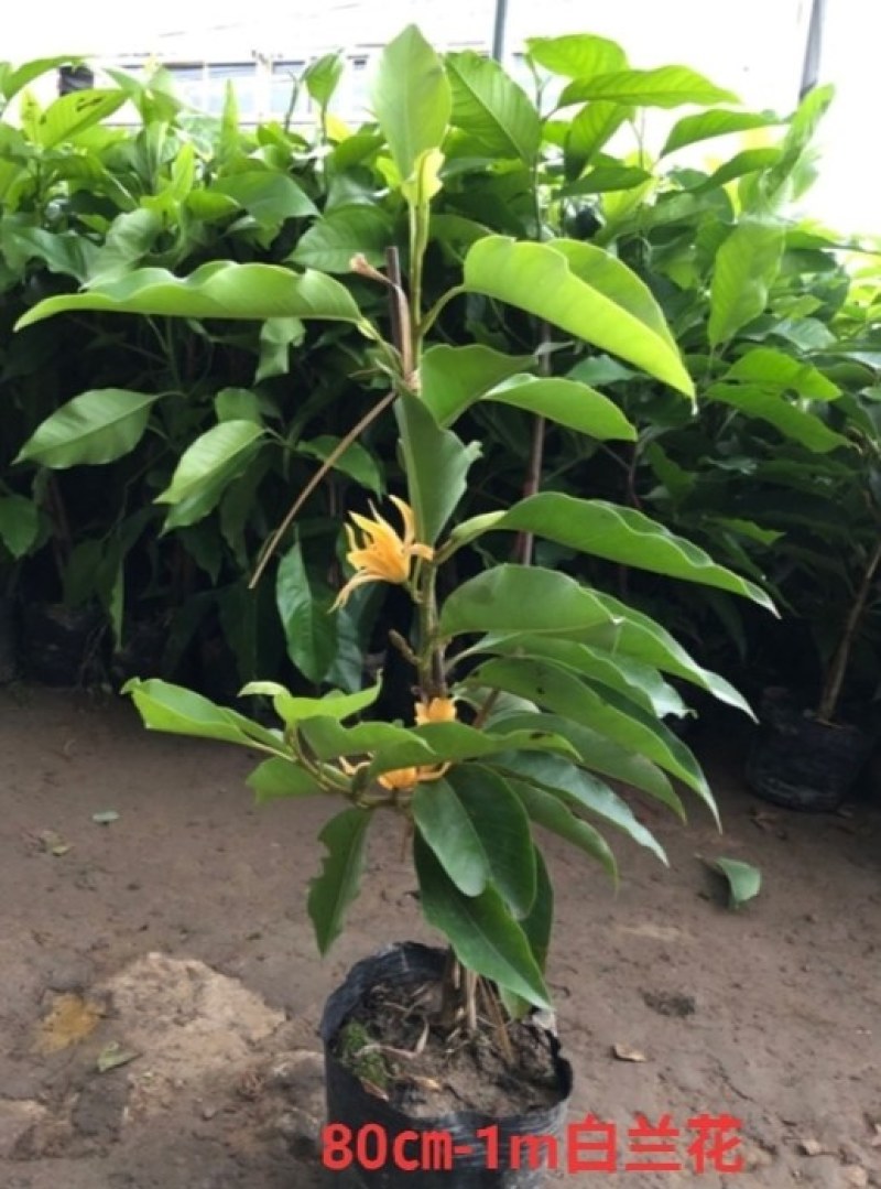 白兰花盆栽花卉植物室内玉兰树苗带花苞四季开花浓香黄角兰花