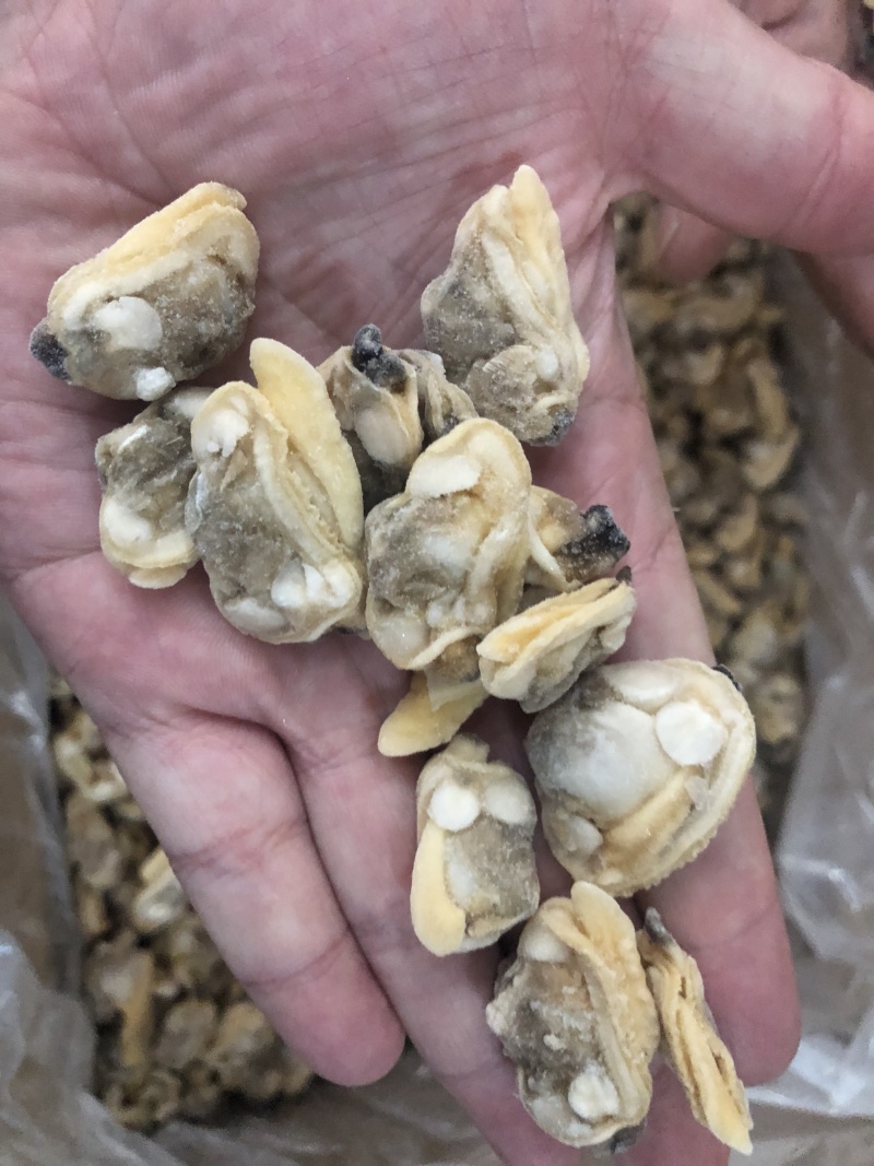 花蛤肉L大规格原汁原味干净无沙