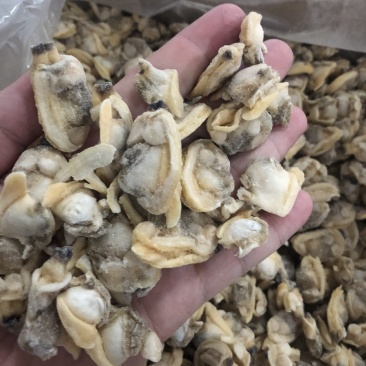 花蛤肉L大规格原汁原味干净无沙