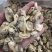花蛤肉L大规格原汁原味干净无沙