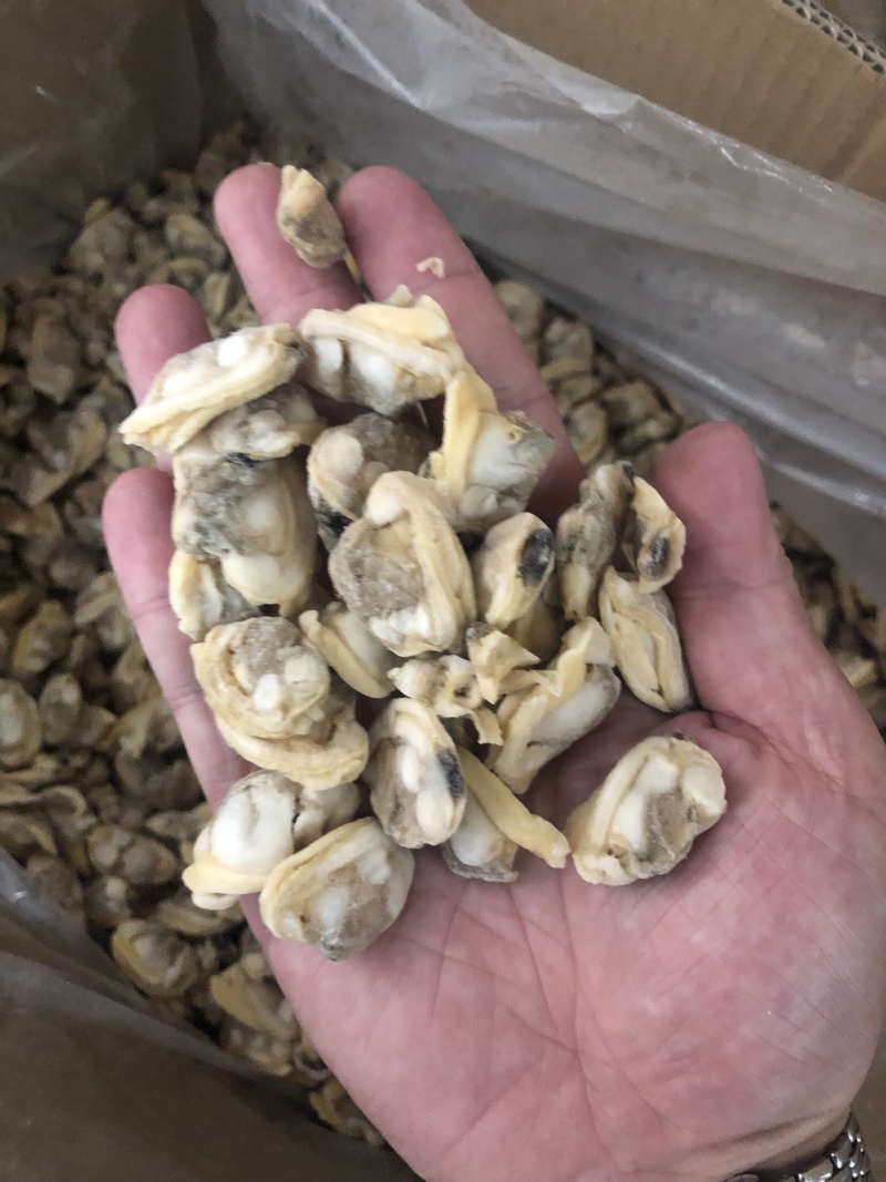 花蛤肉L大规格原汁原味干净无沙