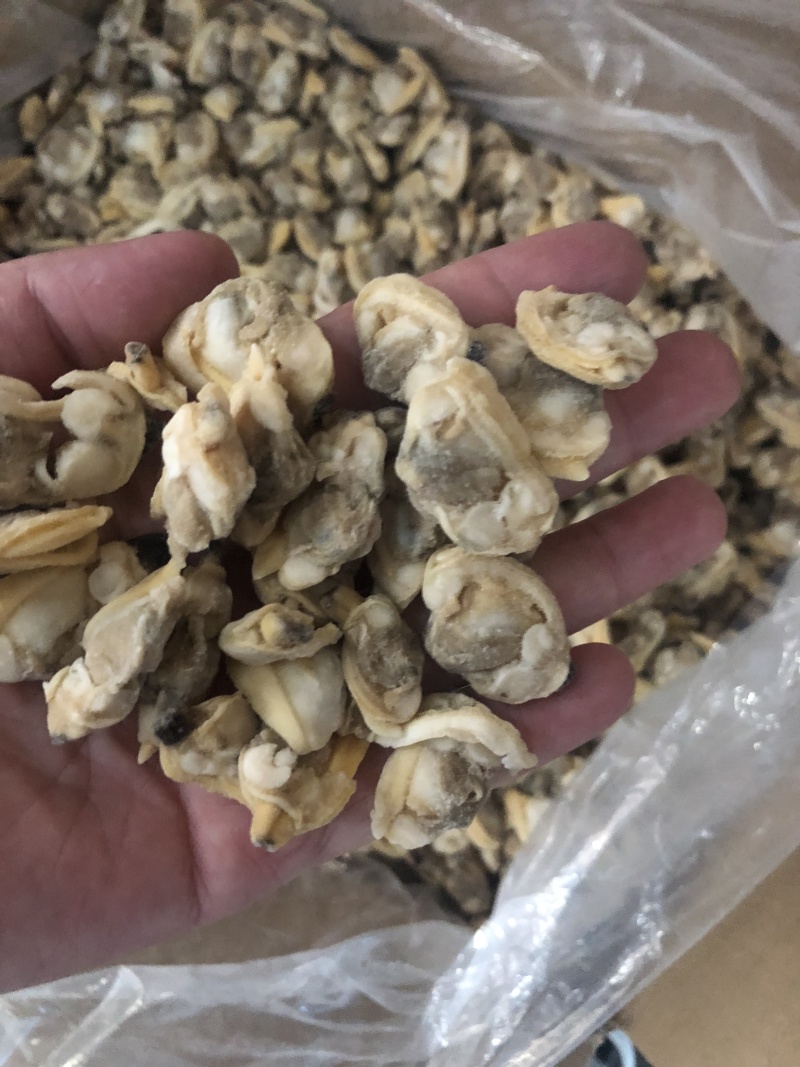 花蛤肉L大规格原汁原味干净无沙