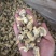 花蛤肉L大规格原汁原味干净无沙