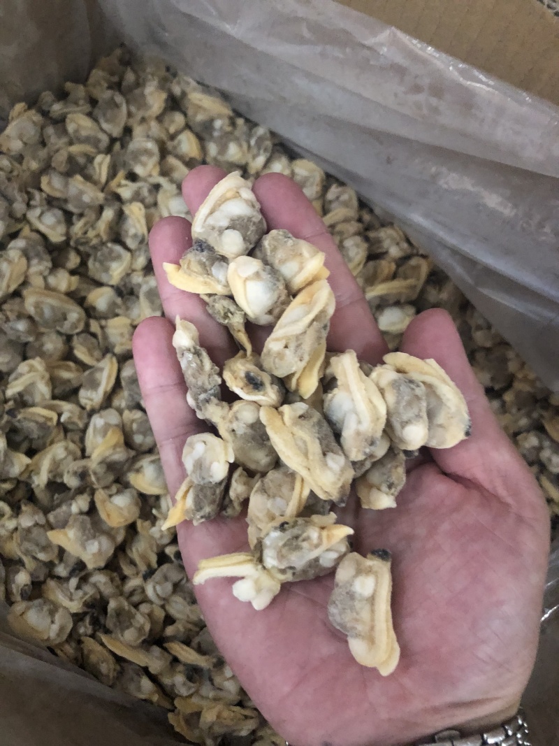 花蛤肉L大规格原汁原味干净无沙