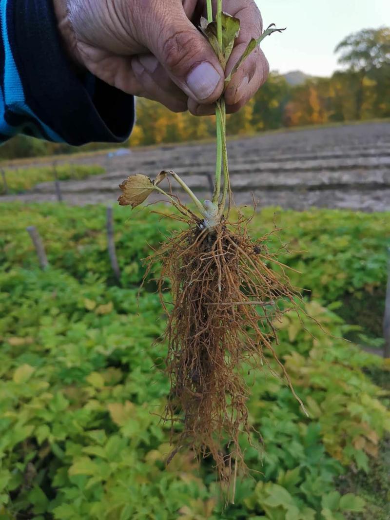 东北升麻苗子山野菜苗子中草药苗苦窿芽种根种苗苦嫩芽苗