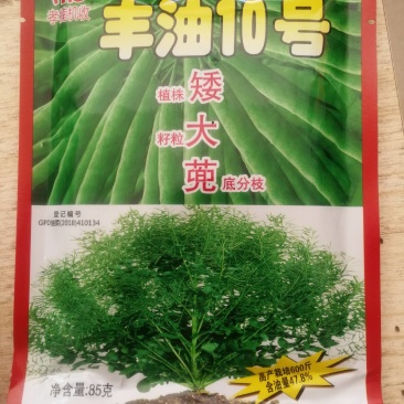 油菜籽植株矮熟期好籽粒大产量高含油量47.8%。
