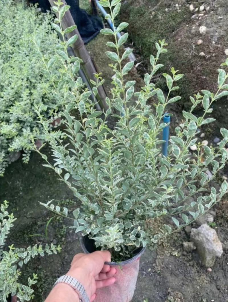 银姬小蜡杯苗价格，银姬小蜡图片，银姬小蜡哪里有