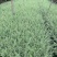 银姬小蜡杯苗价格，银姬小蜡图片，银姬小蜡哪里有