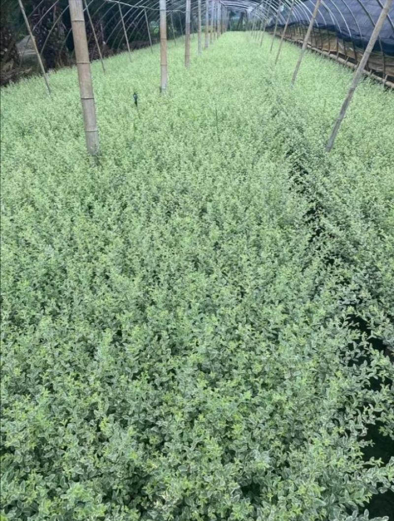 银姬小蜡杯苗价格，银姬小蜡图片，银姬小蜡哪里有
