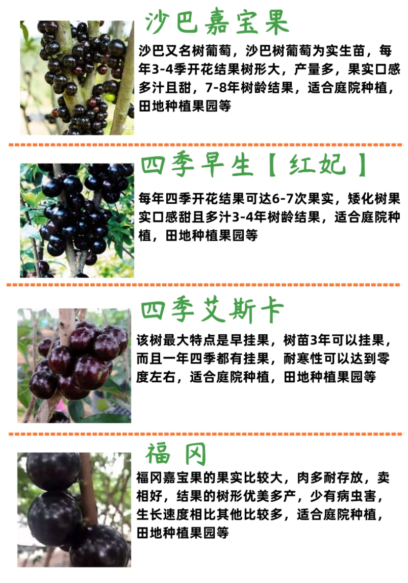 佛冈嘉宝果新品种树葡萄果大耐寒基地直销
