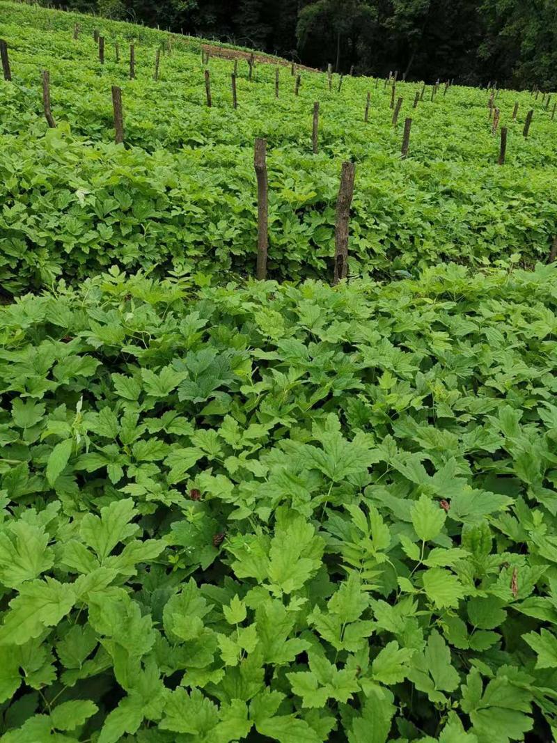 东北升麻苗子山野菜苗子中草药苗苦窿芽种根种苗苦嫩芽苗