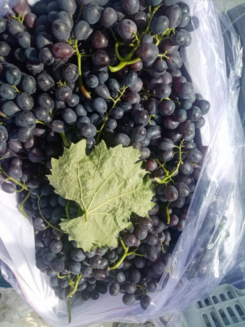 葡萄🍇🍇🍇🍇🍇玫瑰香香甜可口口感不错葡萄🍇