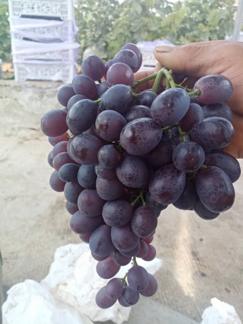 葡萄🍇🍇🍇🍇🍇玫瑰香香甜可口口感不错葡萄🍇