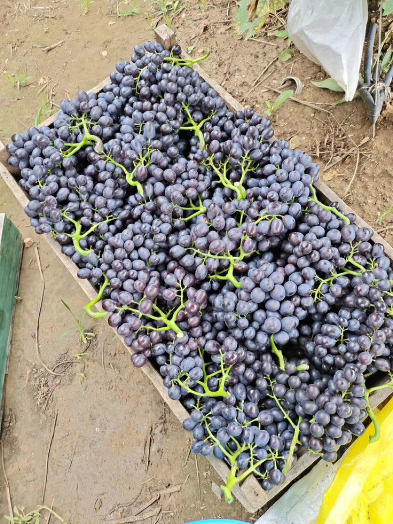 葡萄🍇🍇🍇🍇🍇玫瑰香香甜可口口感不错葡萄🍇