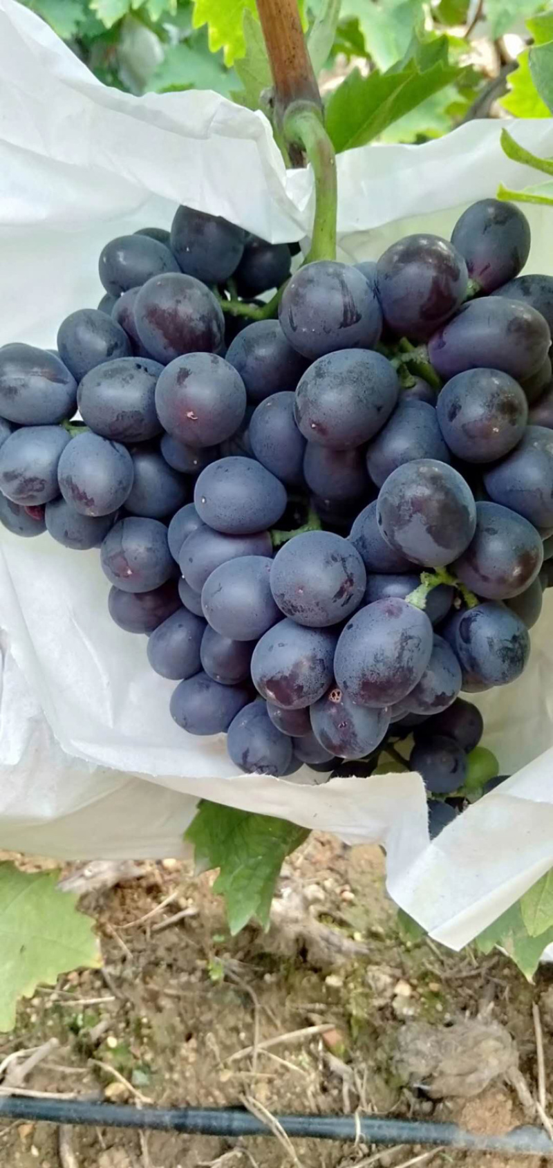 玫瑰香葡萄🍇🍇🍇葡萄香甜可口粒大饱满欢迎来选购