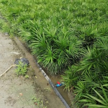 出售棕竹，棕竹地面，高40-60