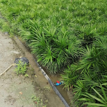 出售棕竹，棕竹地面，高40-60