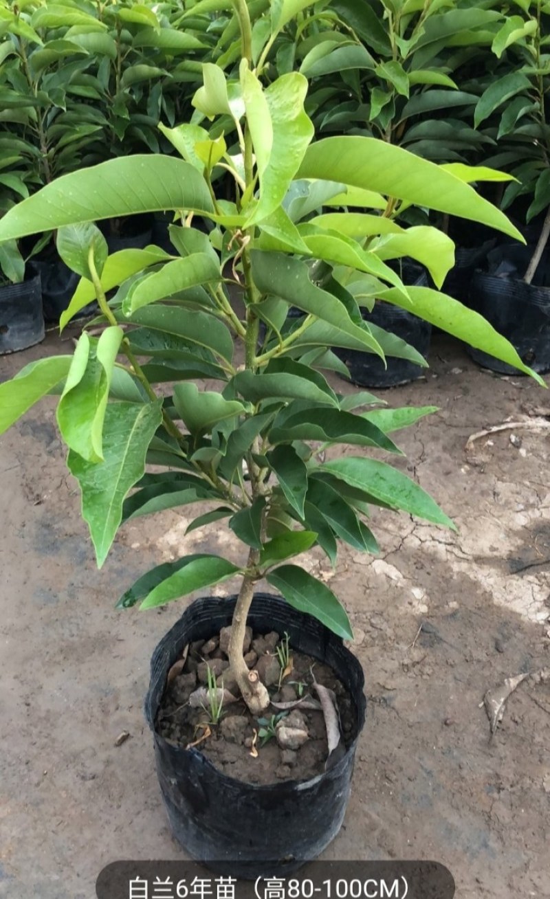 白兰花盆栽花卉植物室内玉兰树苗带花苞四季开花浓香黄角兰花