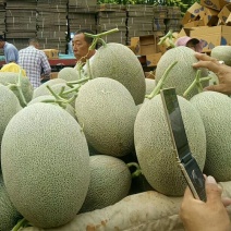 西州蜜大量上市啦！货源充足！现采现摘！