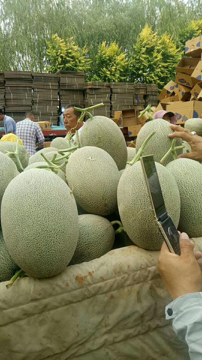 西州蜜大量上市啦！货源充足！现采现摘！
