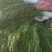 侧柏苗各种规格齐全。