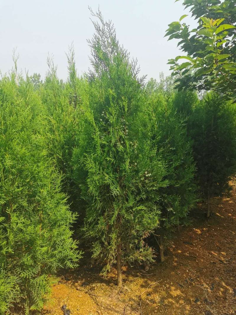 侧柏苗各种规格齐全。