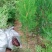 侧柏苗各种规格齐全。