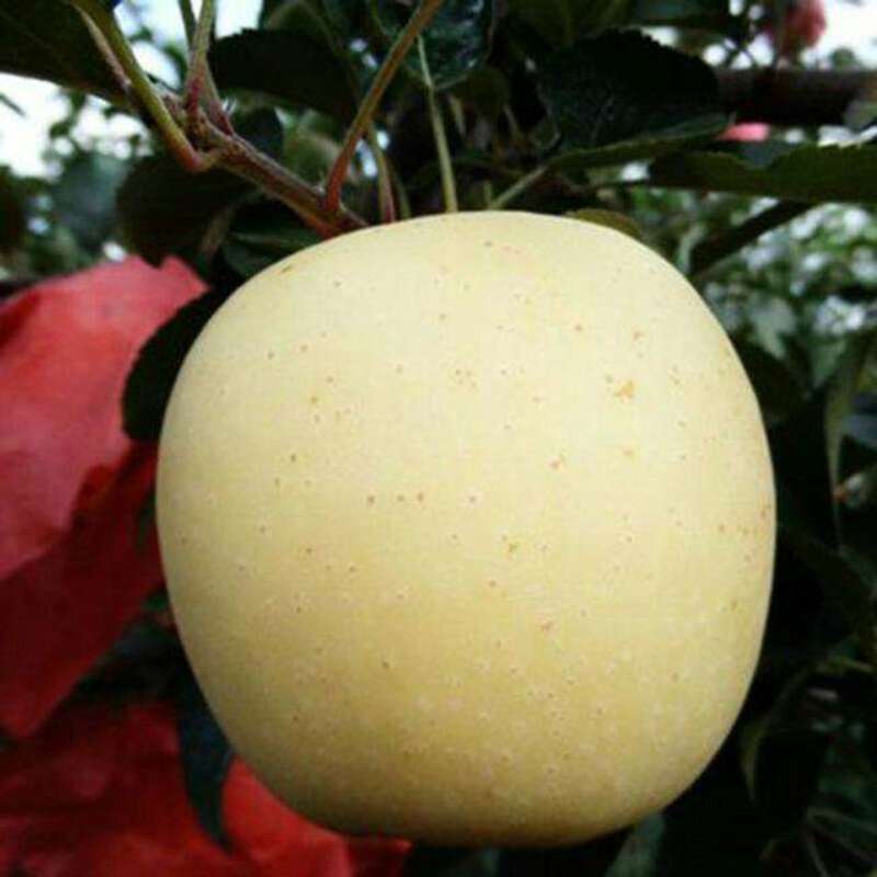 维纳斯黄金苹果苗hf63苹果苗水蜜桃苹果苗