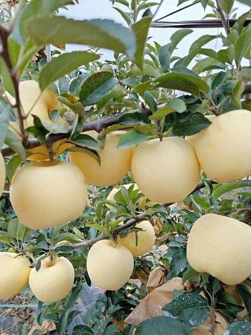 维纳斯黄金苹果苗hf63苹果苗水蜜桃苹果苗