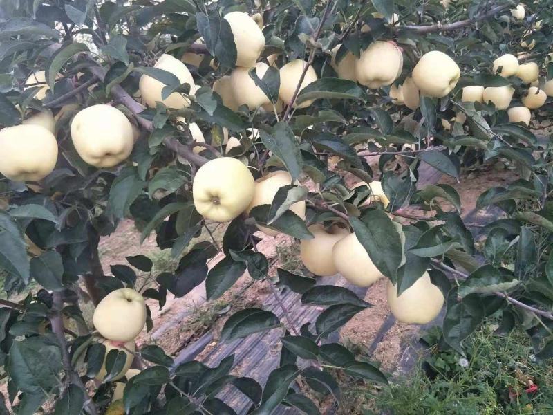维纳斯黄金苹果苗hf63苹果苗水蜜桃苹果苗