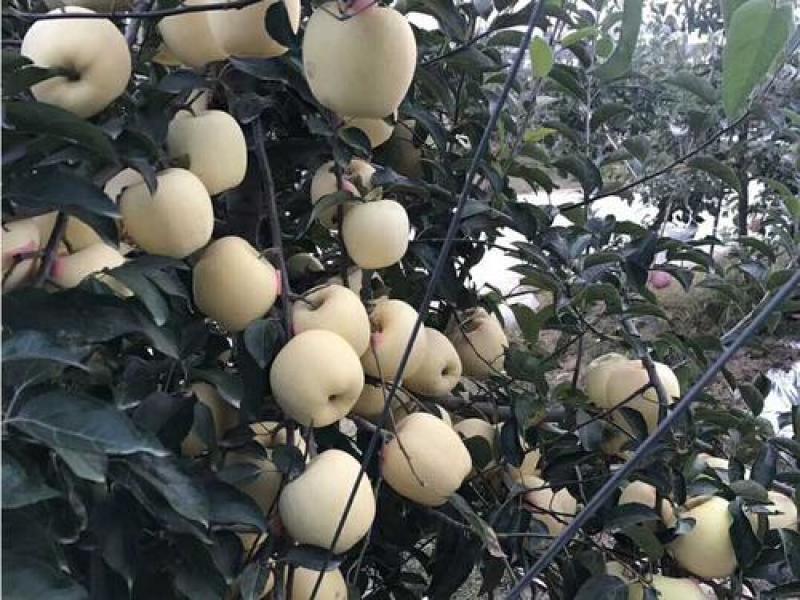 维纳斯黄金苹果苗hf63苹果苗水蜜桃苹果苗