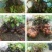 何首乌枸杞红白石榴盆栽各种下山桩