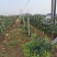 四川眉山巨峰葡萄树，可视频看货，支持线上交易！