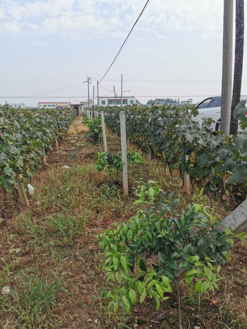 四川眉山巨峰葡萄树，可视频看货，支持线上交易！