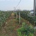 四川眉山巨峰葡萄树，可视频看货，支持线上交易！