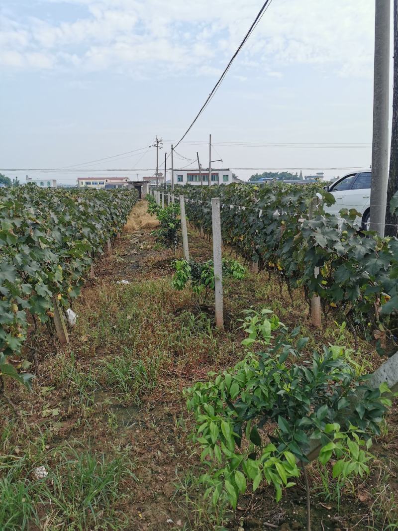 四川眉山巨峰葡萄树，可视频看货，支持线上交易！