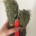 独脚金消食化积中药材