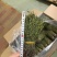 独脚金消食化积中药材