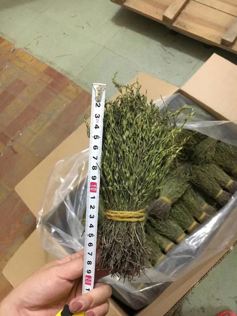 独脚金消食化积中药材