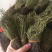 独脚金消食化积中药材