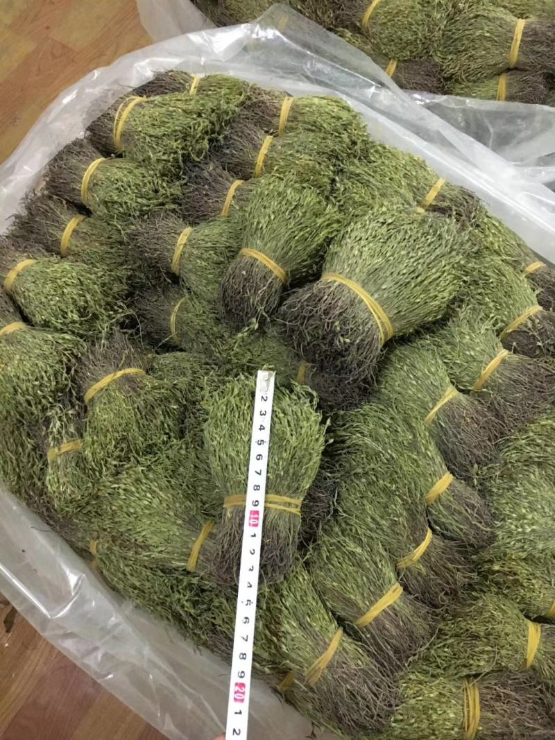 独脚金消食化积中药材