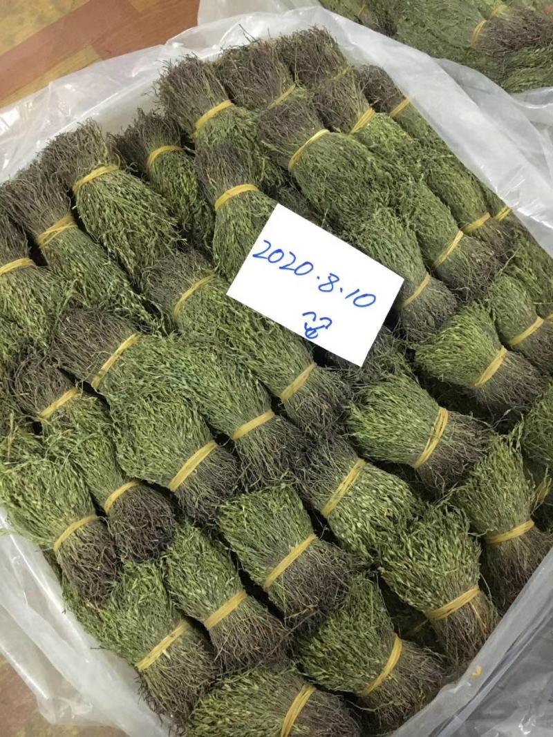 独脚金消食化积中药材