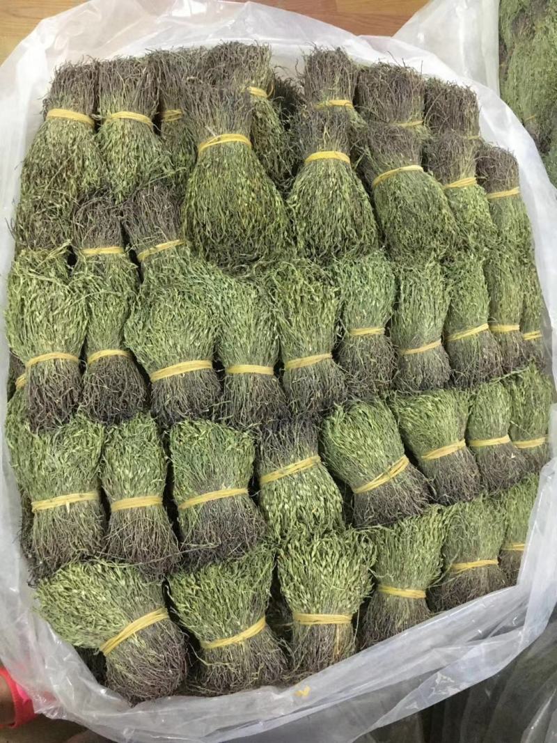 独脚金消食化积中药材