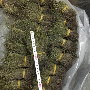 独脚金消食化积中药材