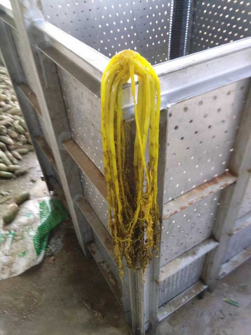 雪里红大量出售，需要的联系我